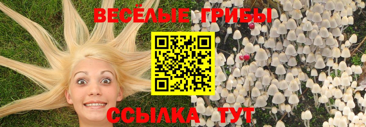 Псилоцибиновые грибы Cubensis  Галлюциногенные грибы прущие грибы  Красноярск  Вход с VPN 